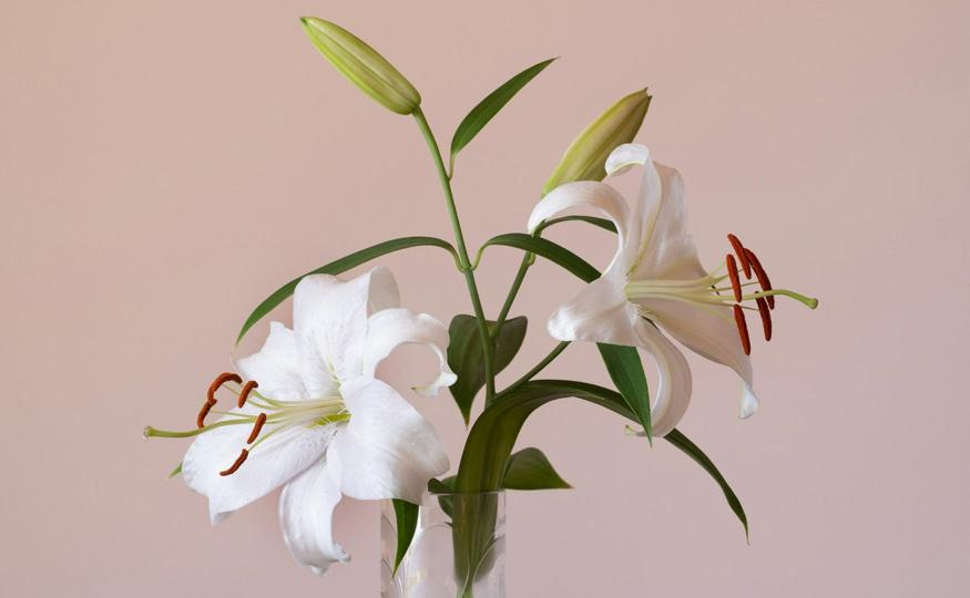 Lilies Symbolism