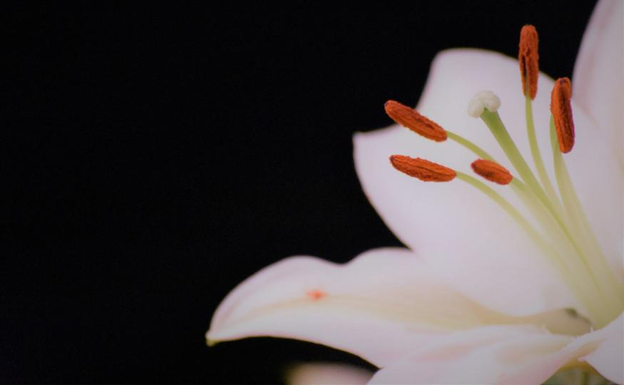 Lily Flower Meaning
