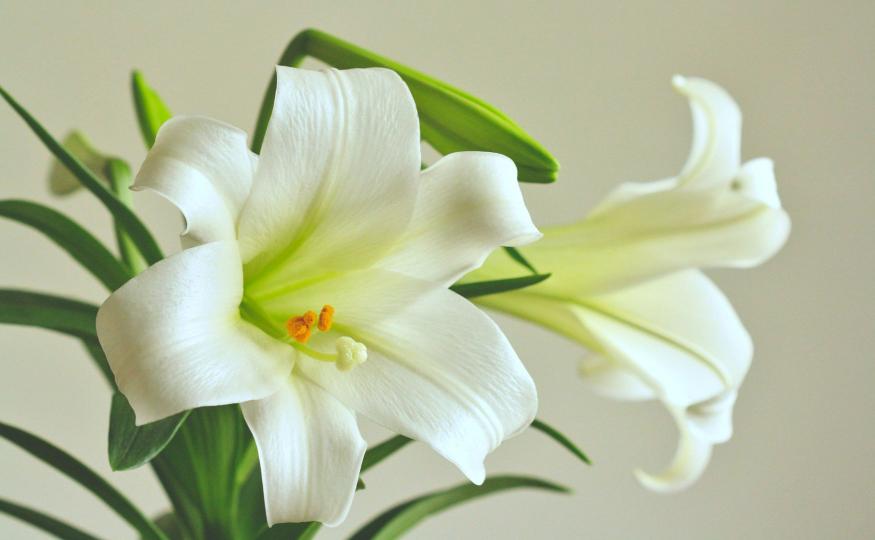 Lily Symbolism