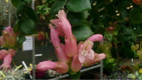 Lipstick Plant