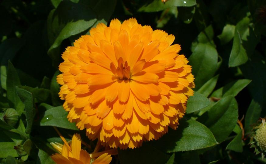 flowers that bloom all year - marigolds