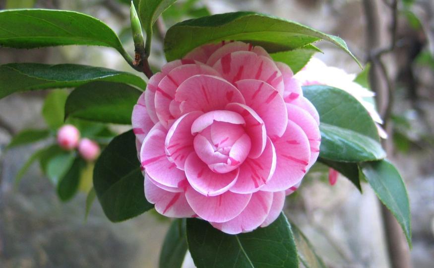 Rare Flowers - Middlemist Red 