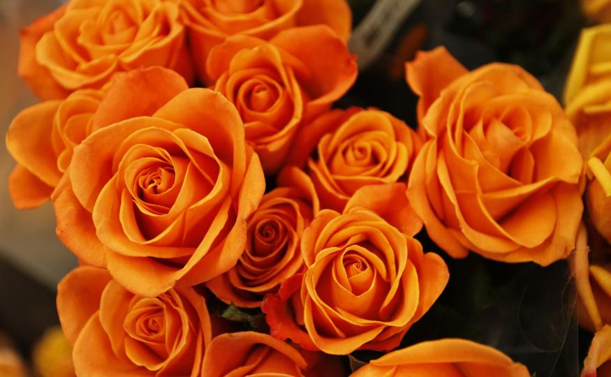 Orange Roses Meaning