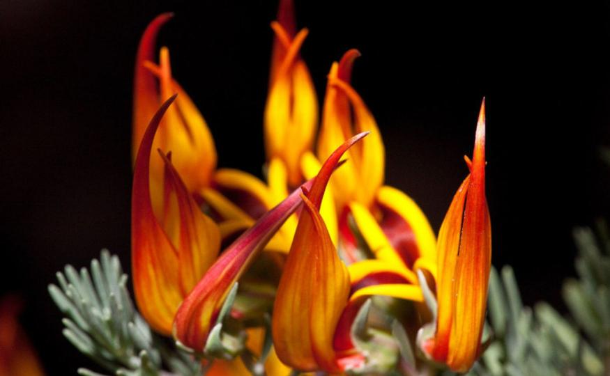 Rare Flowers - Parrot’s Beak
