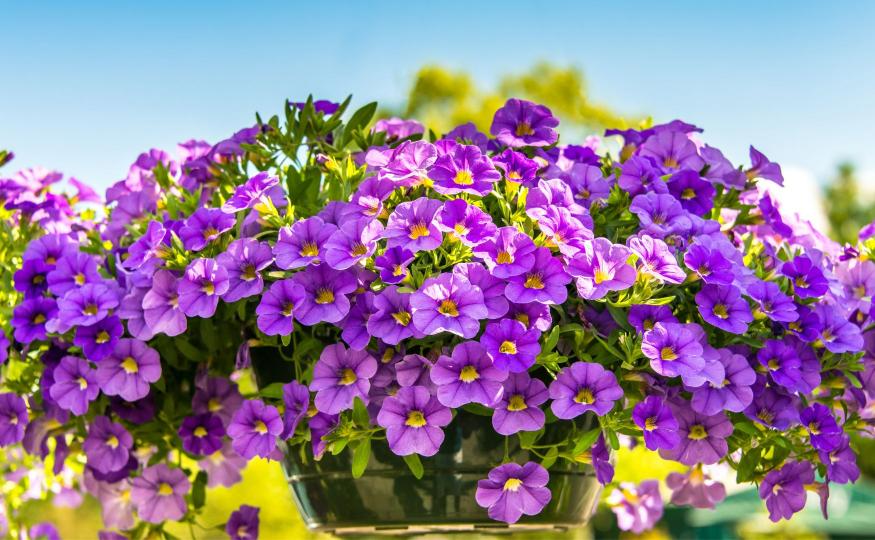 Flowers That Bloom All Year - Petunias