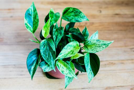 Pothos 