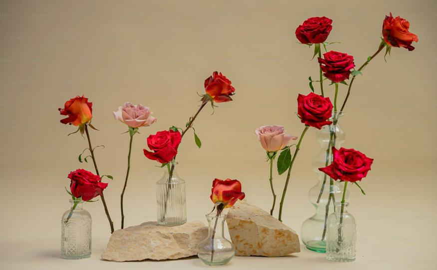 Rose Color Meaning