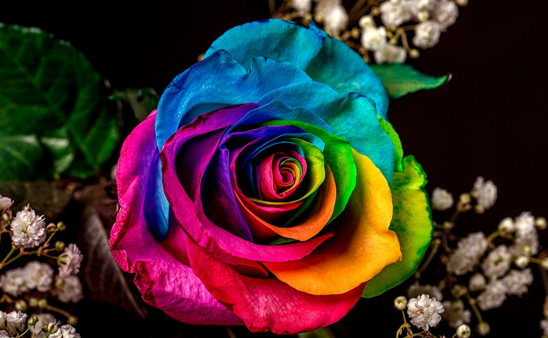 Rose Color Meaning