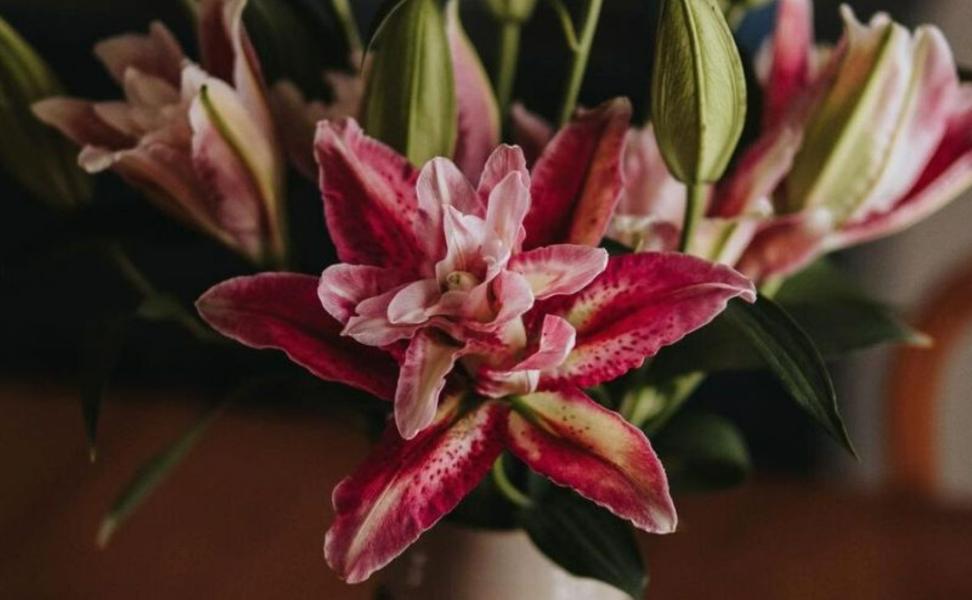 Roselily Meaning
