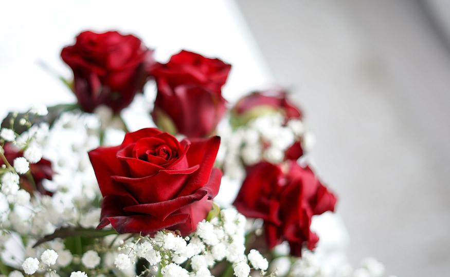 flowers that bloom all year - roses