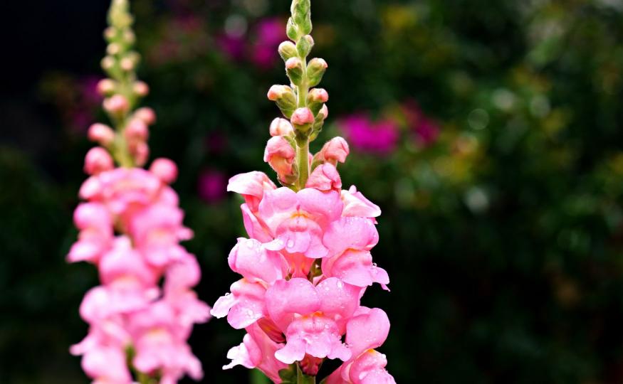 Snapdragon Symbolism