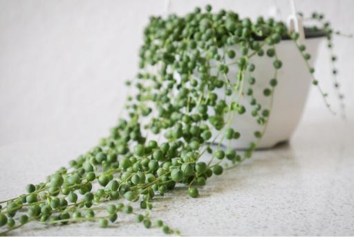 String of Pearls