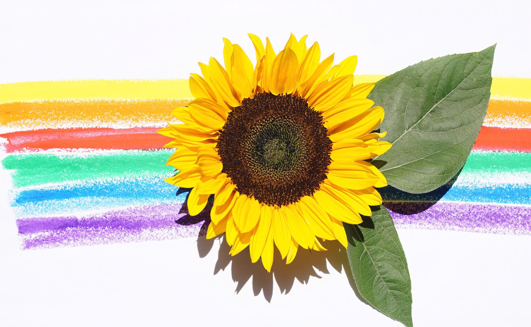 Sunflower Symbolism