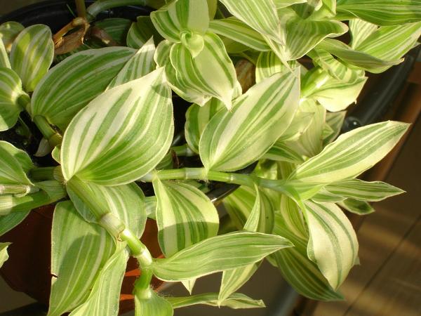 Tradescantia