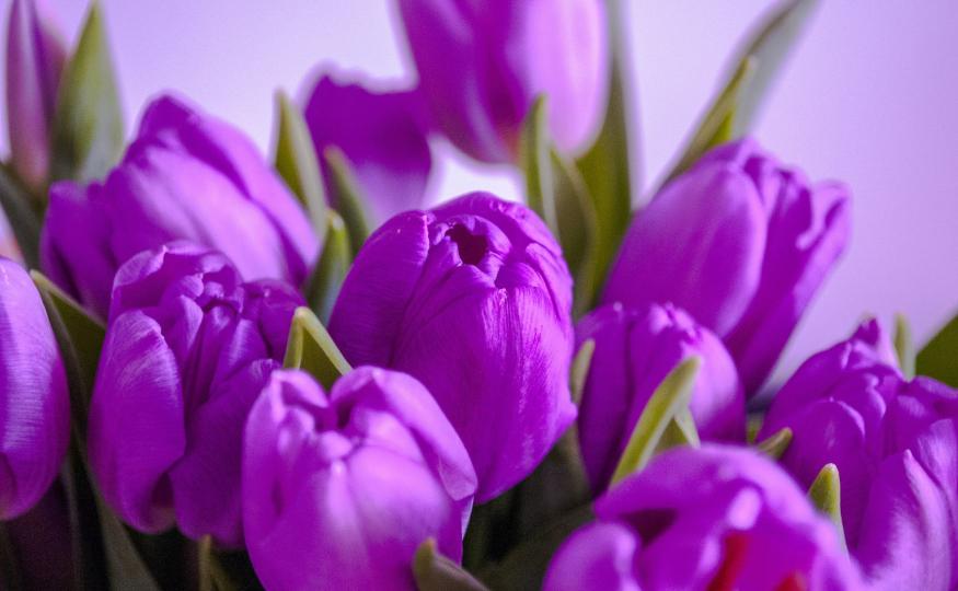 Tulip Care Tips