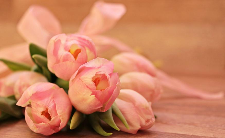 Tulip History