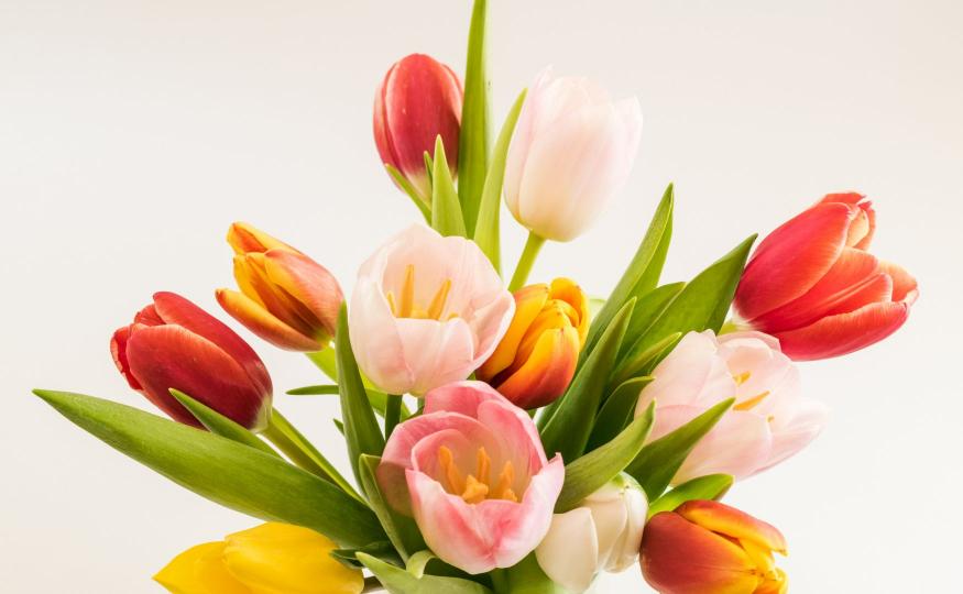Tulips Symbolism