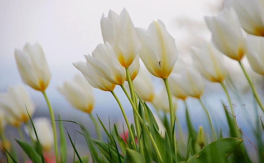 White Tulips Meaning