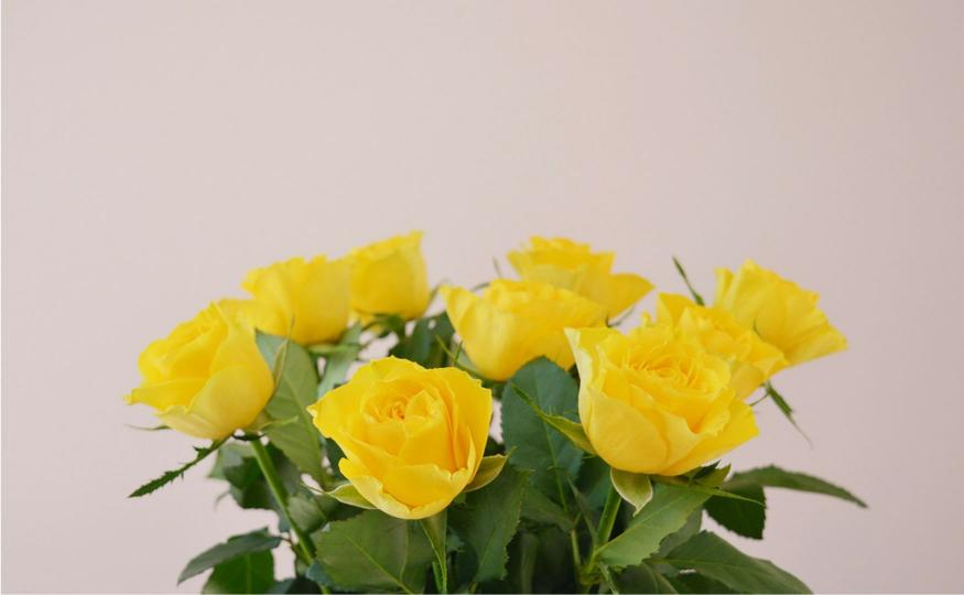 Yellow Roses Meaning