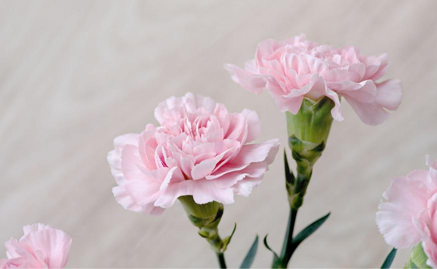 carnation flower