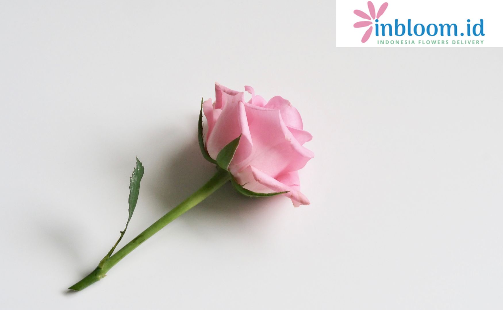 inbloom.id - online flower delivery Indonesia