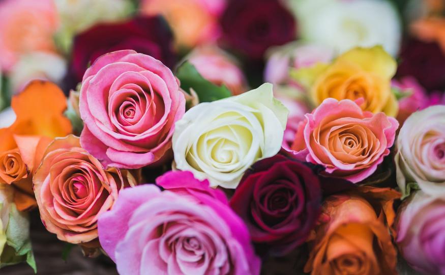rose symbolism
