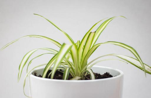 spider plants