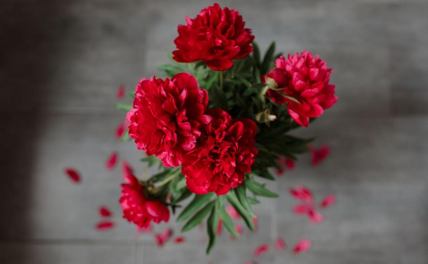 carnations