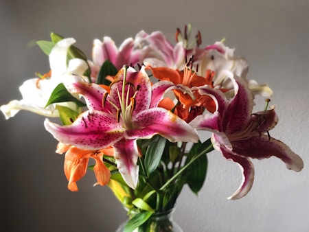 lilies flower for every occasion