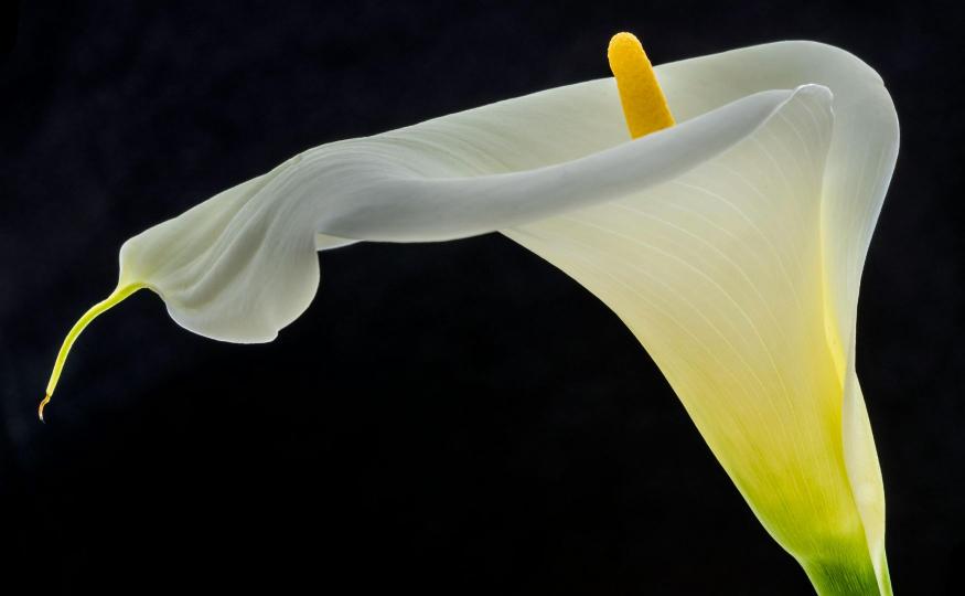 calla lily