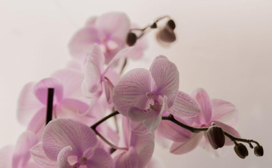 orchids