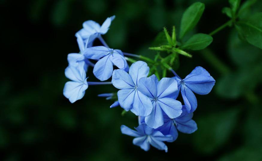 blue flowers forget me nots