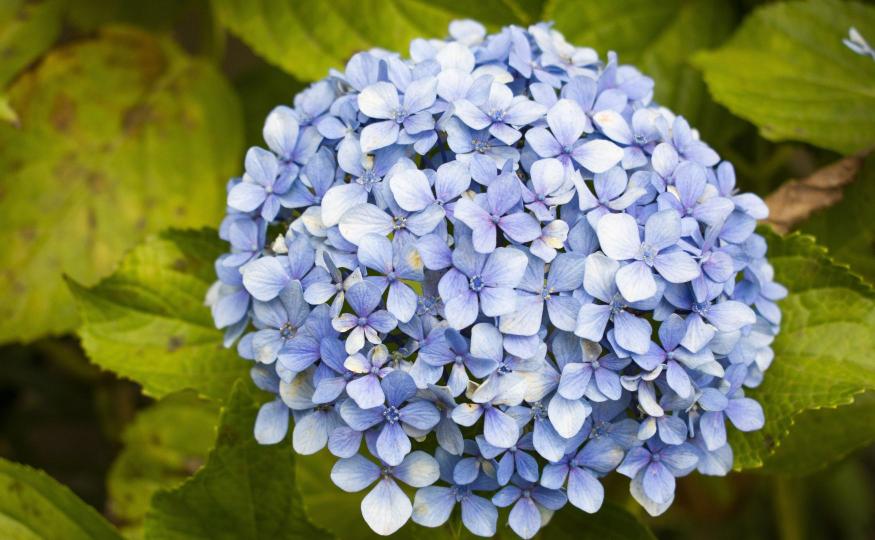 hydrangea fact