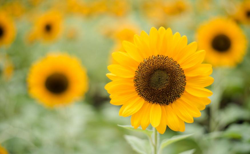 sunflower facts