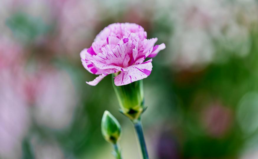 flower meanings - striped carnation