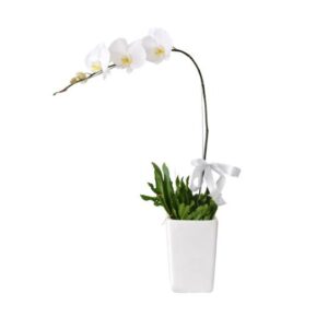 Phalaenopsis orchid Heavenly Blossom