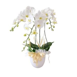 Phalaenopsis orchid Luxe Serenity