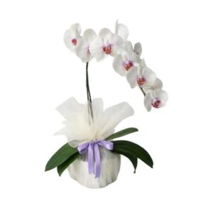 Phalaenopsis orchid Pure Allure